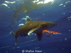 Would you try to ascend??? Nice Longimanus is playing wit... by Stefan Heer 
